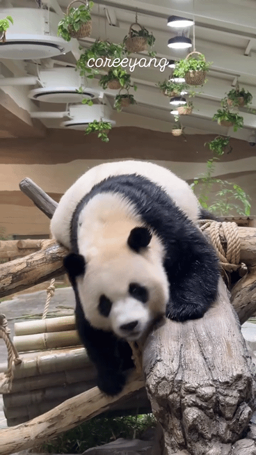 KcPyuV.gif