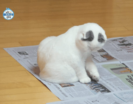 KchDay.gif