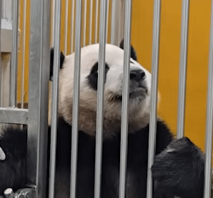 Ksioxk.gif