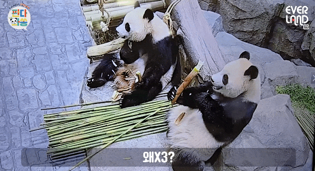 KvNYrm.gif
