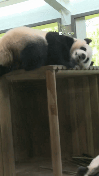 LDMfLv.gif