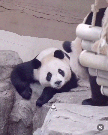 LPDRpX.gif