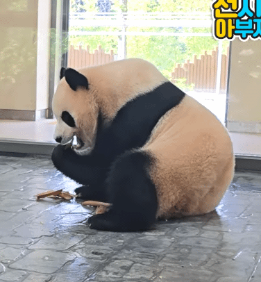 LcmBai.gif