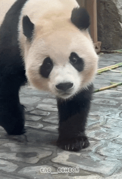 LfKscr.gif