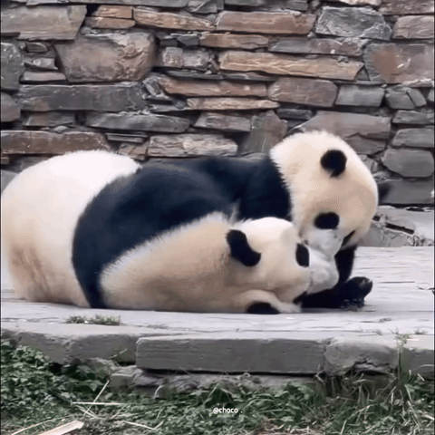 LfPqdd.gif