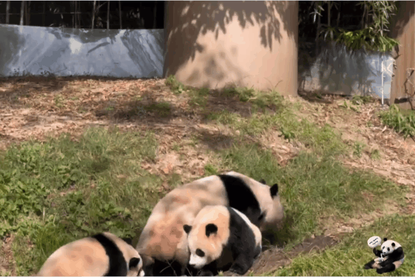 LgKwCr.gif