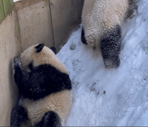 LiebZk.gif