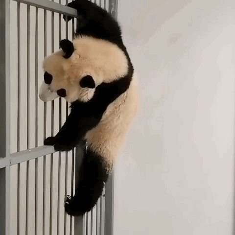 MBJWPp.gif