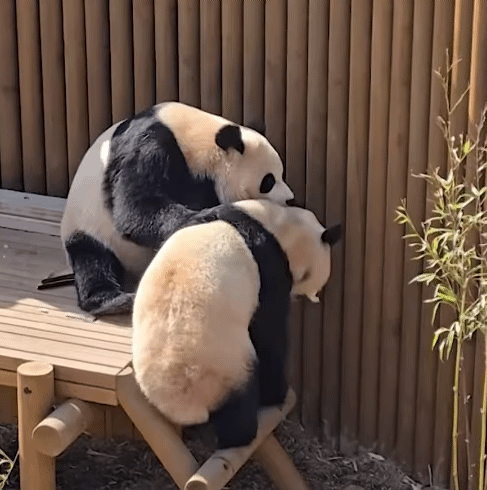 MCAcAm.gif