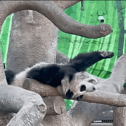MHsZnB.gif