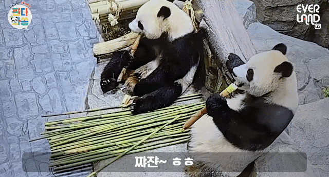 MIZlCW.gif