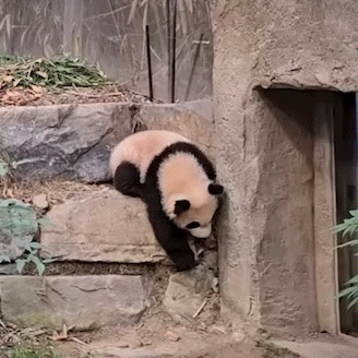 MLCavg.gif