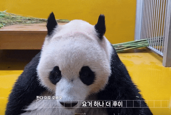 MMYops.gif
