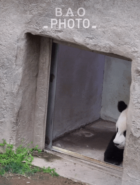 MSTvqp.gif