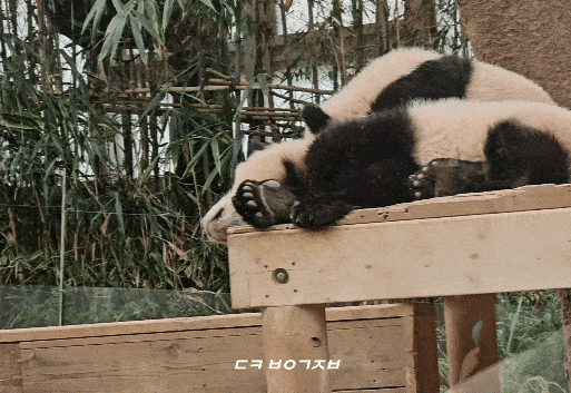 MjSZUB.gif