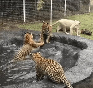 MmMNiZ.gif