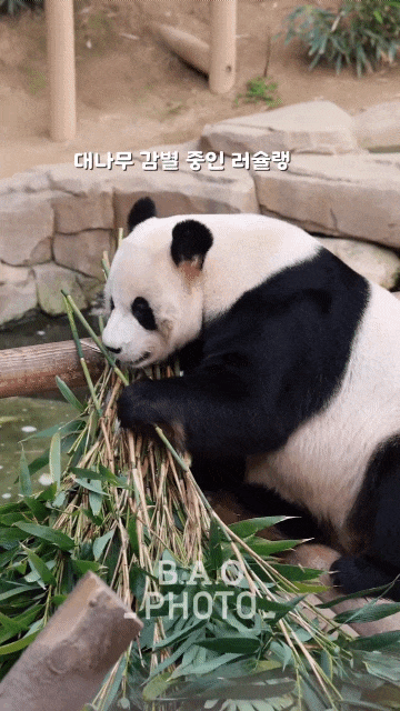 MnRMam.gif