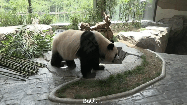 ModdJN.gif