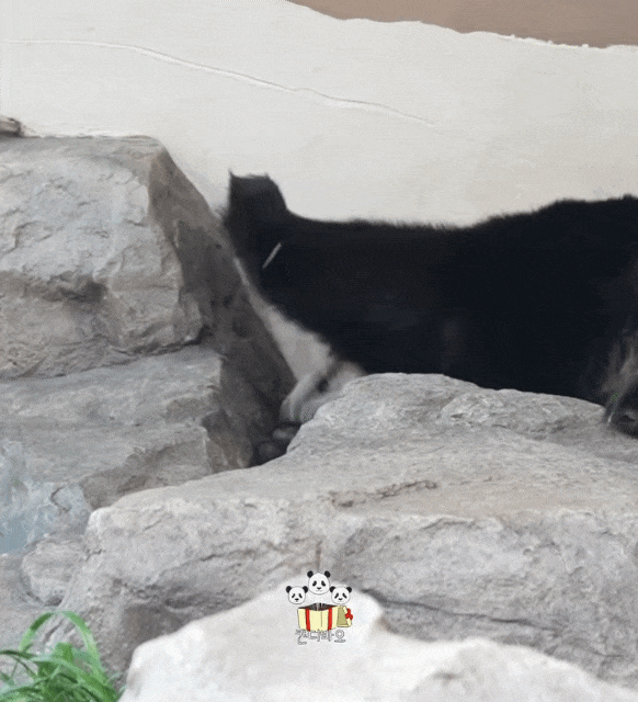 MqXvaB.gif