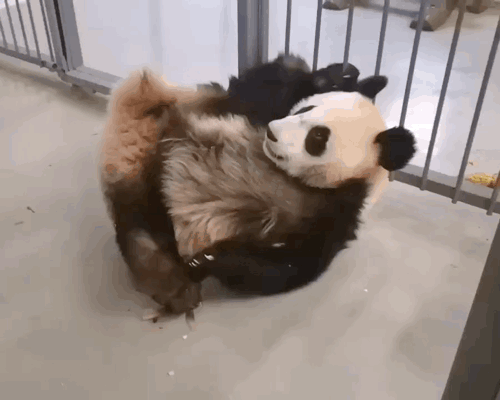 MrGHfT.gif