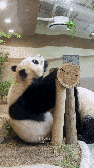 MsCMWE.gif