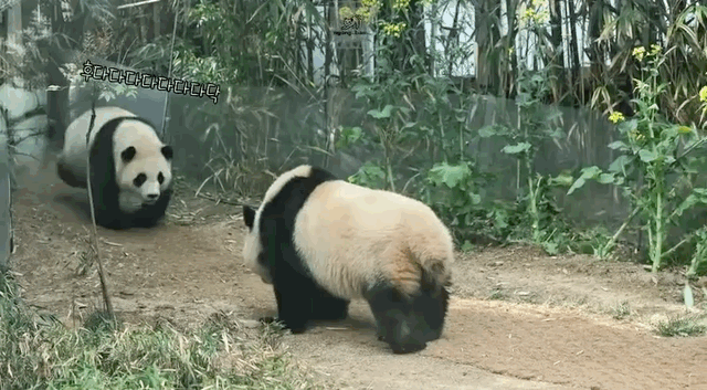 MvrALV.gif