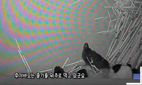NGoiaJ.gif
