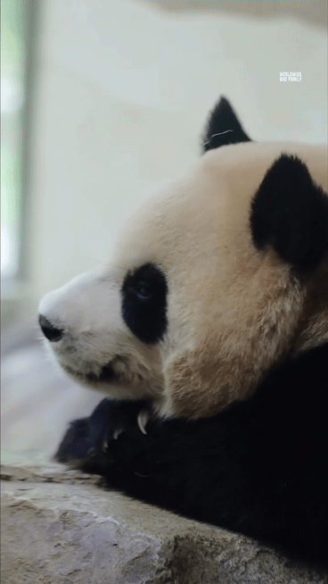 NInuYR.gif