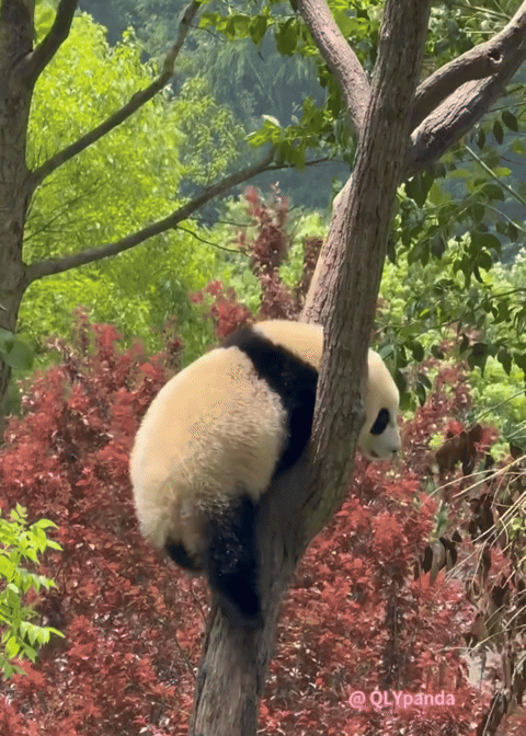 Napsvq.gif