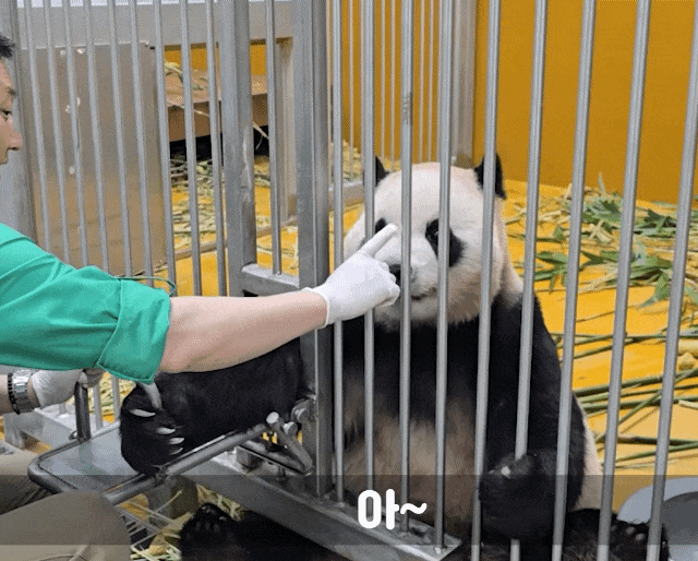 NeOAIL.gif
