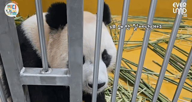 NfztoG.gif