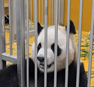 NjVBmp.gif