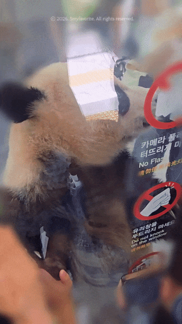 NvcYgE.gif