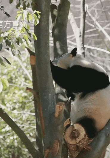 OcWKar.gif
