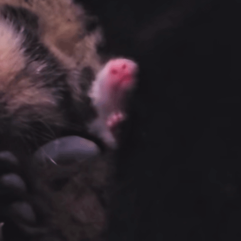 PCXopD.gif