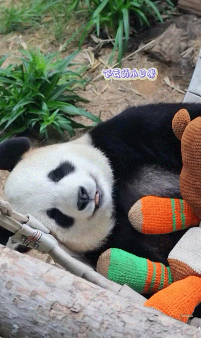 PCsHeF.gif