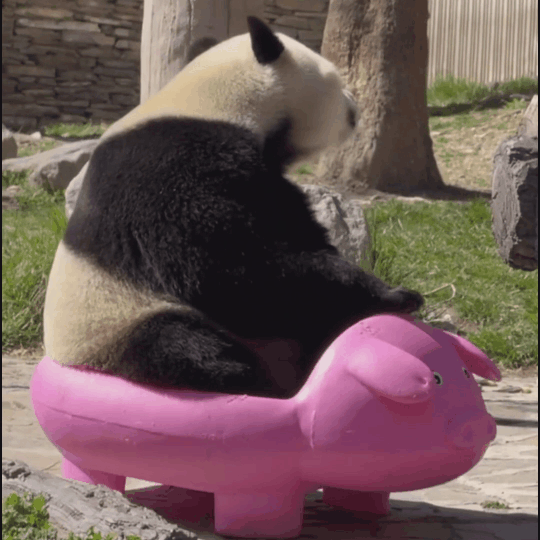 PNMekk.gif