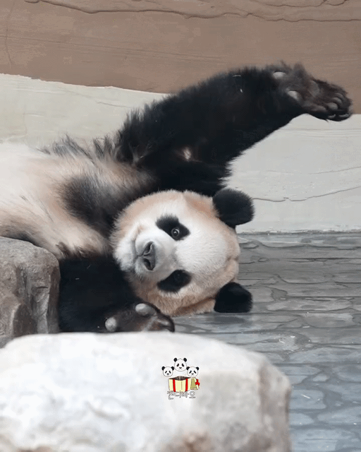POgvSJ.gif