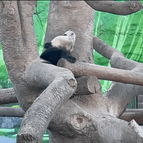 PQfBJU.gif