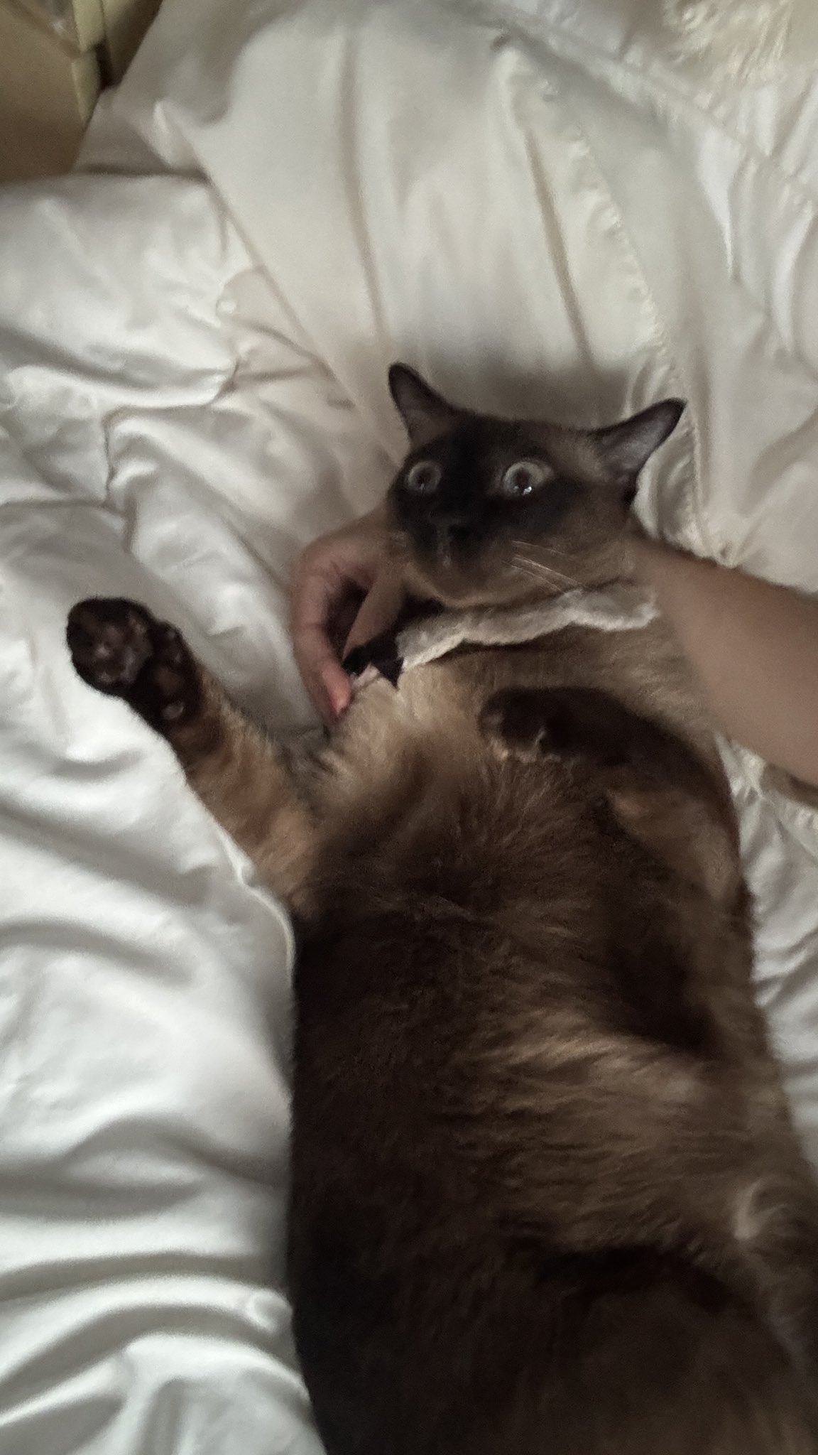 PXHjra