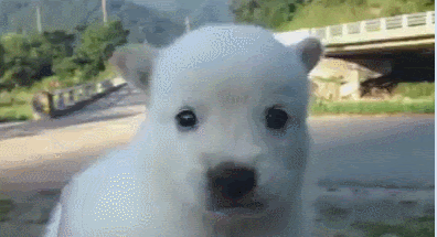 PXoEUm.gif