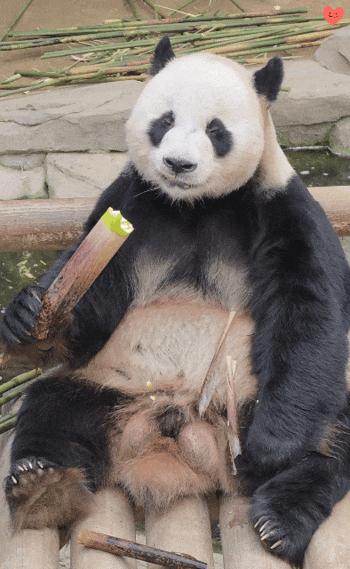 PdFCpU.gif