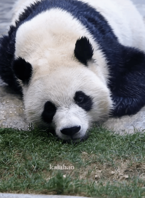 PeOBKI.gif
