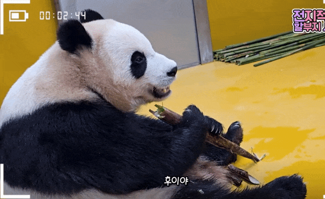 PyKUaa.gif
