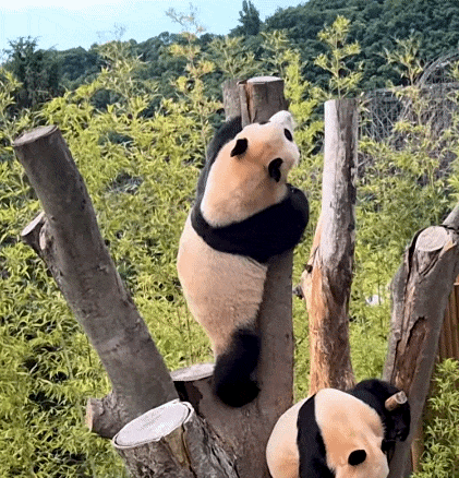 QMQshH.gif