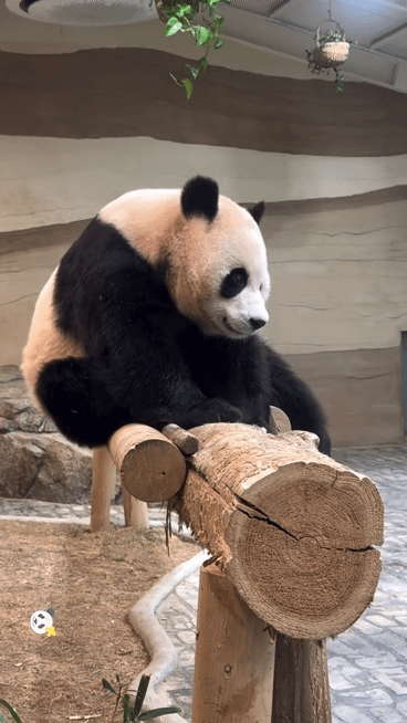 QSCgpu.gif