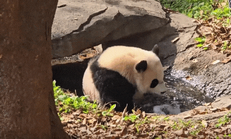 QeVYxP.gif