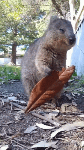 QrJPpA.gif