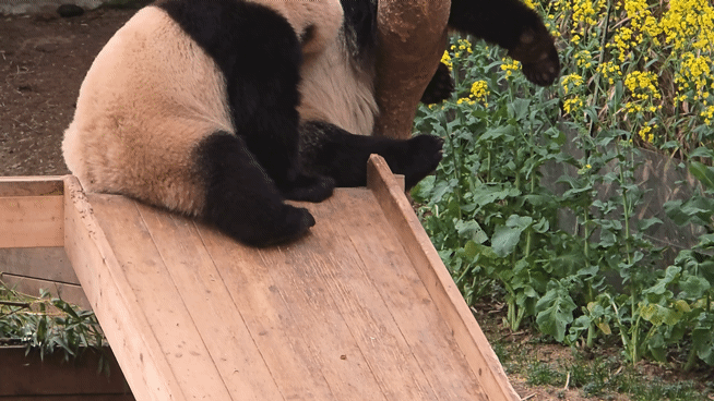 QtyPHB.gif