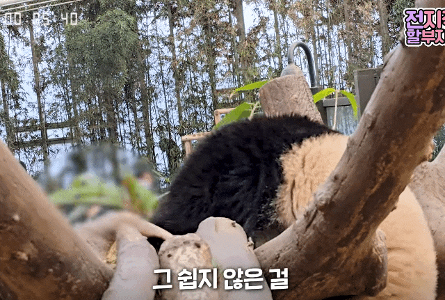 QuEinH.gif